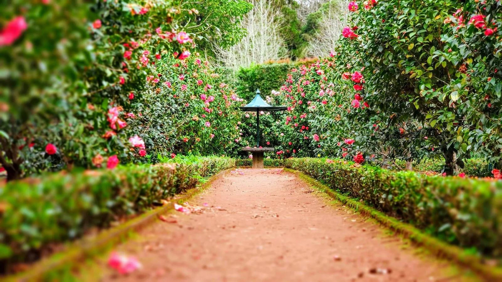 Kirstenbosch National Botanical Garden